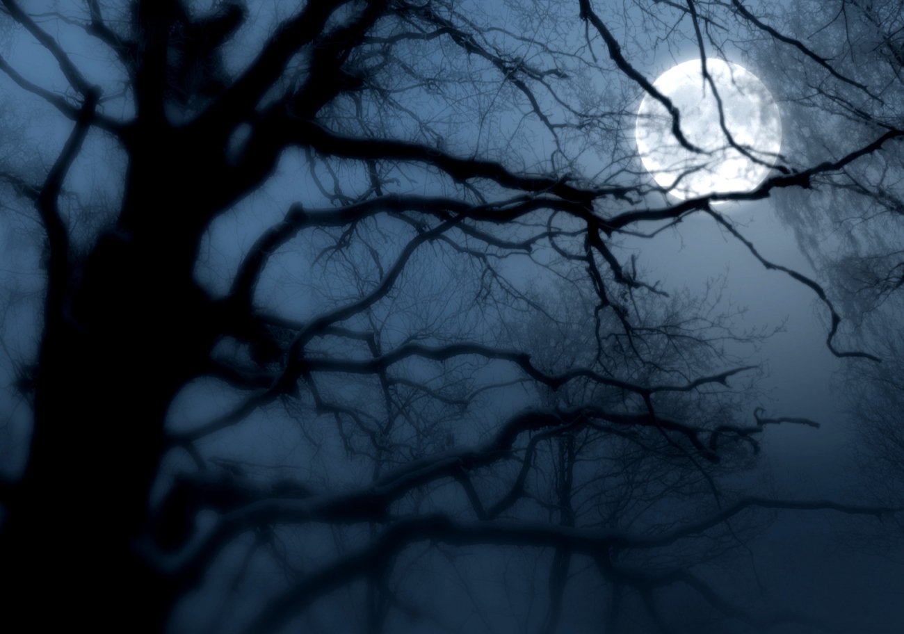 Ночь вдовы. Мрачное дерево. Мрачные ветви деревьев. Страшное дерево в тумане. Ветка дерева ночью.