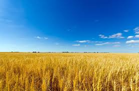 This image has an empty alt attribute; its file name is wheatsky.jpg